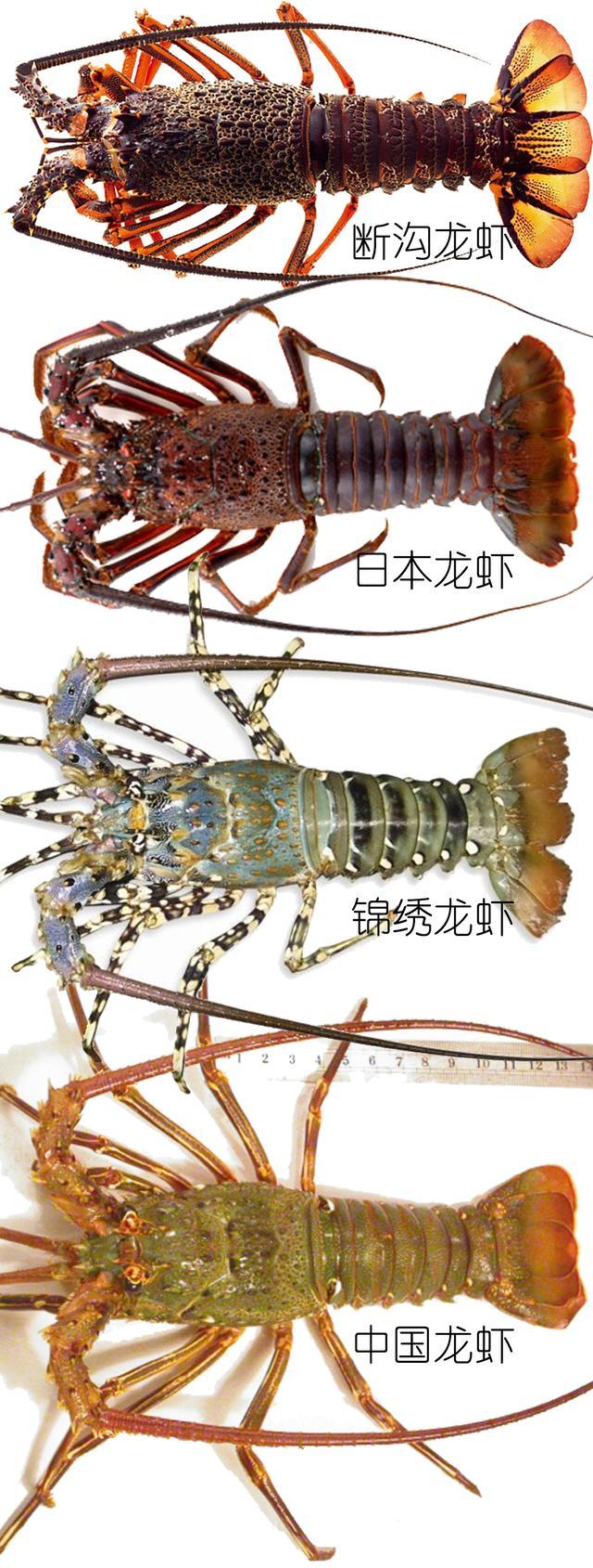 北极甜虾和普通虾的品种区别，如何鉴别对虾、罗氏虾、北极甜虾……一文解决“虾”认识