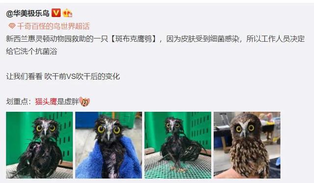 养雪鸮犯法吗，宠物雪貂多少钱一只（猫头鹰的构造原来这么奇葩）