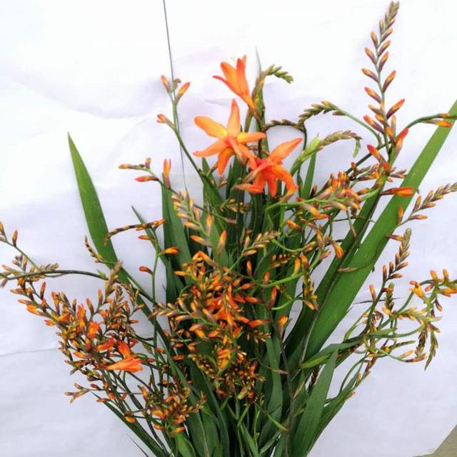 火焰兰，有多少人认识《火焰兰》属国家一级保护植物（火焰兰的花语及象征意义）