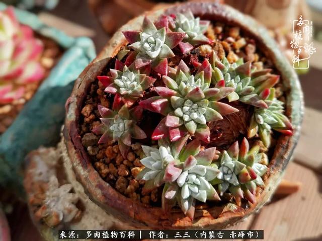 雪候鸟是什么意思，雪候鸟歌词表达什么意思（多肉于我从来不是锦上添花）