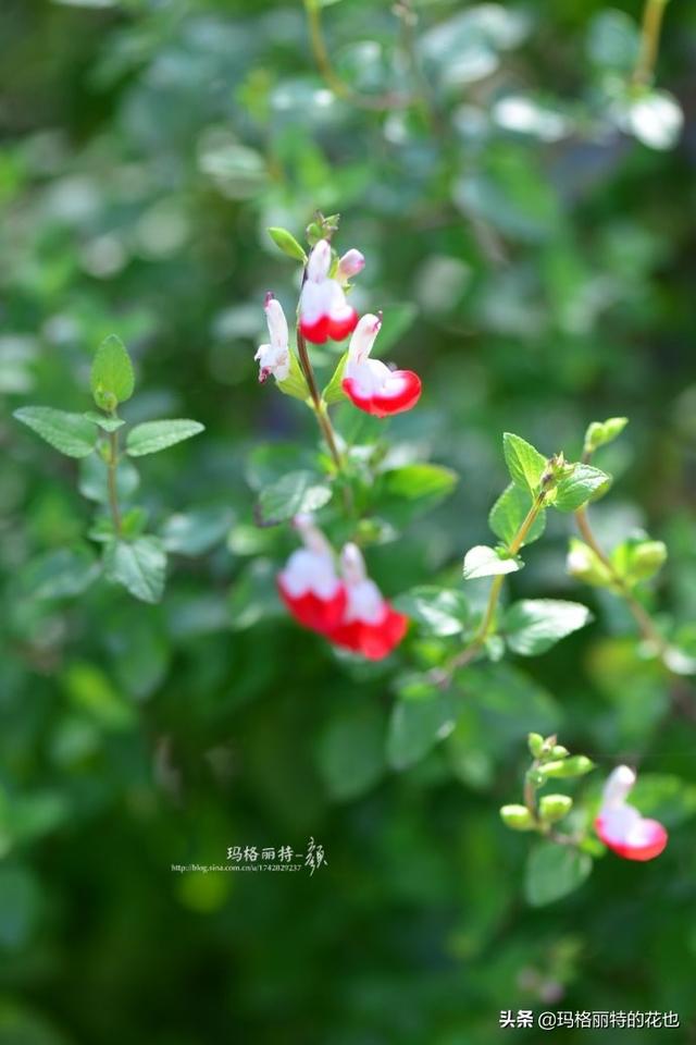 薰衣草如何过冬，薰衣草怎样过冬（西餐料理中常见的几种香草）