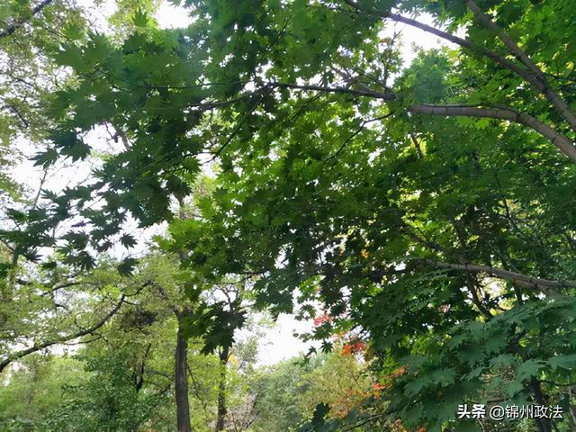 枫叶的特点，最佳观赏期还要等一等……（枫叶长什么样子）