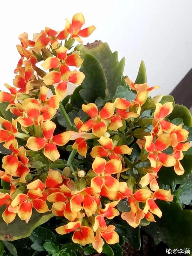 30种适合懒人养的花夏季，蹭蹭疯长、爆盆