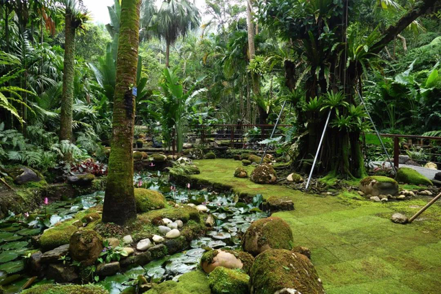 深圳：仙湖植物园蕨类植物收集全国第一，深圳富商陈子冲（这两个刚开放的专类园区有1000多种蕨类植物）