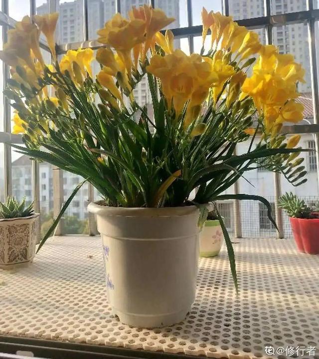 香草兰花怎么养，香兰草怎么种植（屋里养盆“香水花”）