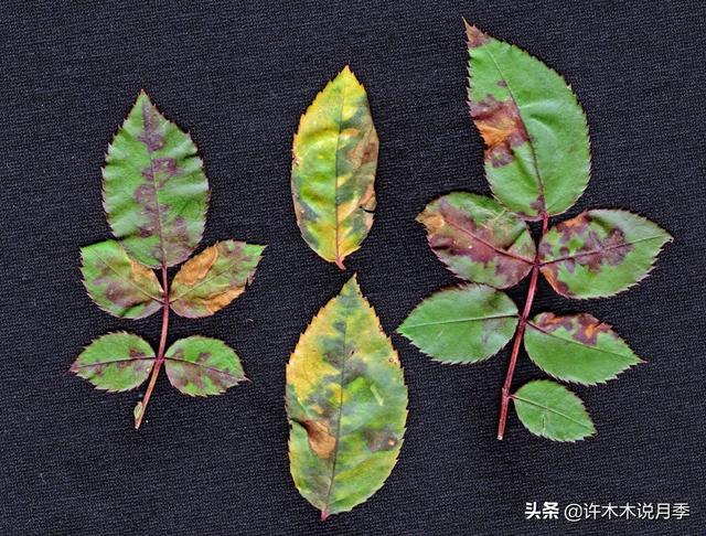 月季常见病虫害及防治方法，月季的病虫害防治（十二种月季常见病害防治教程）