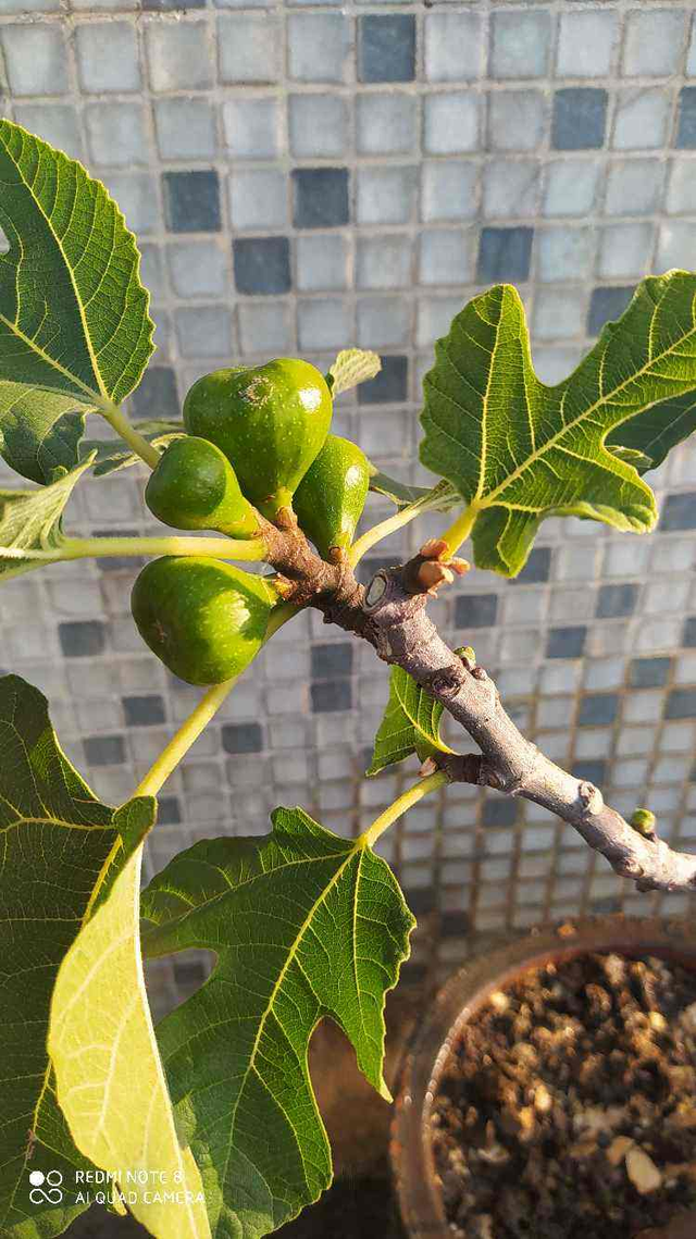 无花果的花在哪里，无花果的花在哪里为什么（3步养护吃到“美味花”）