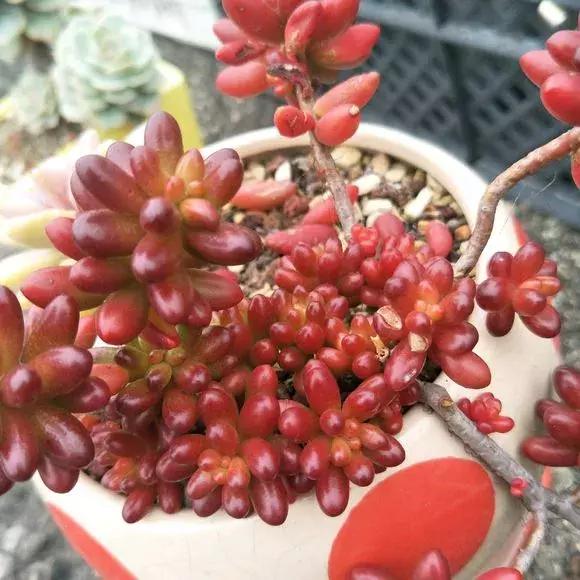 虹之玉怎么换盆,虹之玉换盆需要浇水吗(多肉虹之玉入夏注意3点) 虹之玉怎么换盆,虹之玉换盆需要浇水吗(多肉虹之玉入夏注意3点)