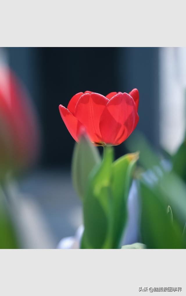 郁金香图片大全，郁金香种类图片（实拍18张郁金香花蕾照）