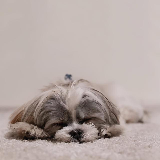 狗狗长耳朵短尾巴这是什么狗狗，长耳朵短尾巴是什么狗图片（专治看狗就说：那个啥狗来的）