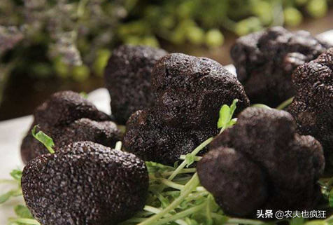 黑松露是什么东西，黑松露是什么（如今近千元1公斤）