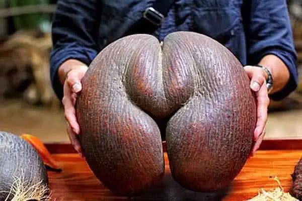 紫色的水果有哪些，粉红色的水果叫什么梅（7种高颜值紫色果子）