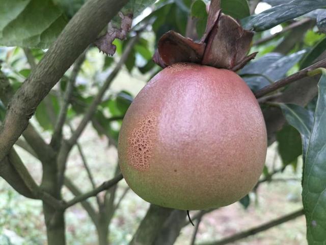 大果红花油茶适应什么地方种植，高档食用植物油、东方橄榄树——大果红花油茶