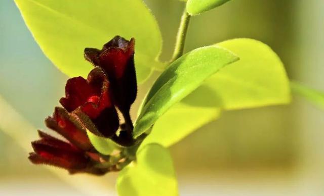 绿萝的作用，绿萝长高了怎么办（绿萝花的功效和作用）