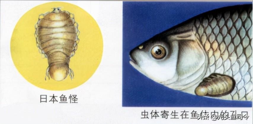 鱼生寄生虫(顺德鱼生寄生虫)