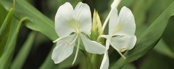 红姜花的栽种及管理，红姜花的栽种及管理视频（姜花怎么种植）