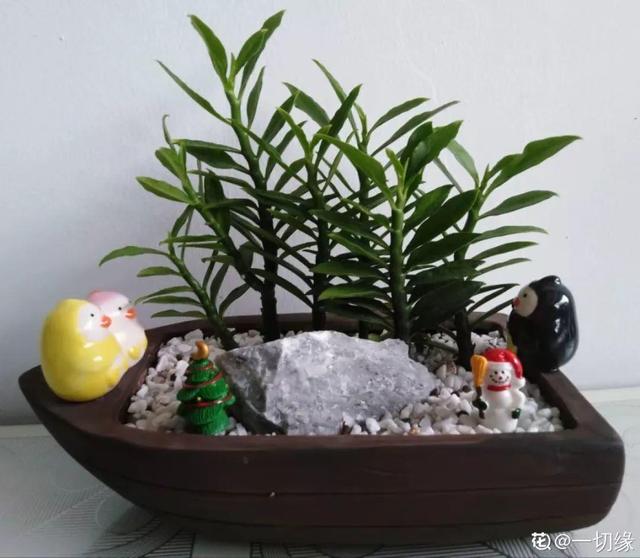 枸杞根的功效与作用，枸杞根的作用与功效（明年呼呼长成小盆栽）