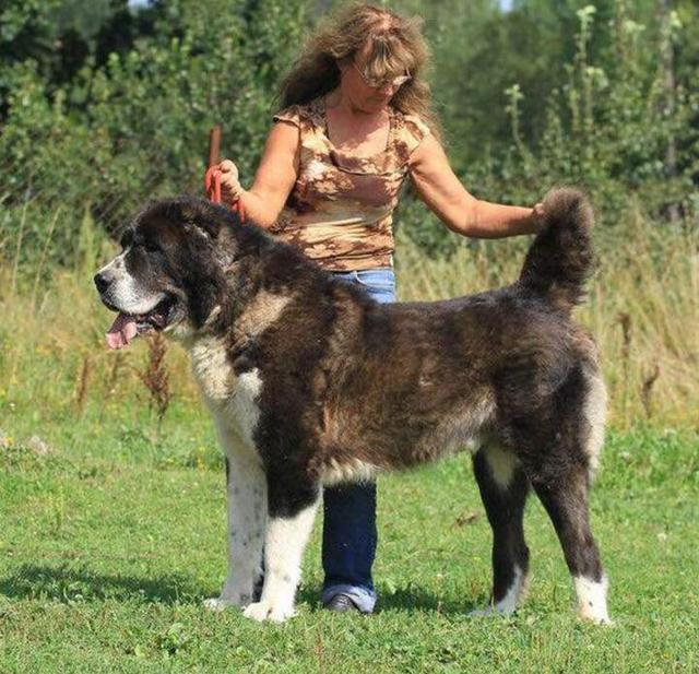 中亚牧羊犬的缺点，“白送”都不敢要