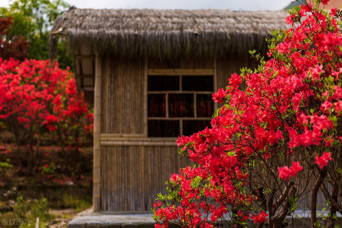 杜鹃花喜欢阳光吗(红色杜鹃花的寓意和象征)插图