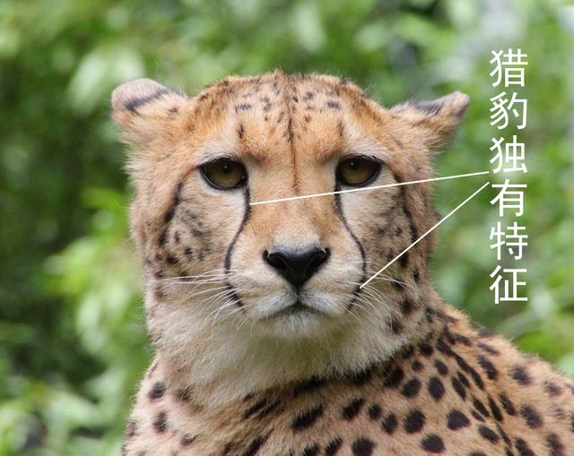 美洲豹是花豹的一种吗，辟谣：猎豹、美洲豹都不是豹