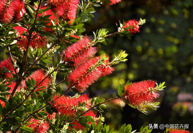 红千层的花语是什么，白千层的花语是什么（红千层的花色彩艳丽）