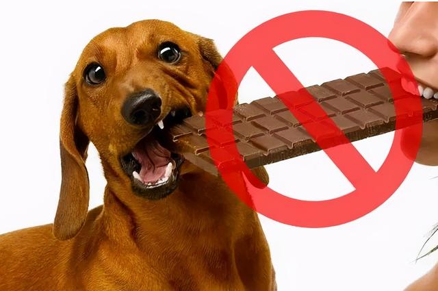 狗狗能喝纯牛奶吗，金毛可以喝纯牛奶吗（养狗一定要牢记“七不要”）