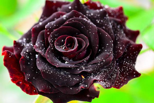 百合花意义象征是什么，百合花的象征和意义是什么（百合花的寓意以及风水作用）