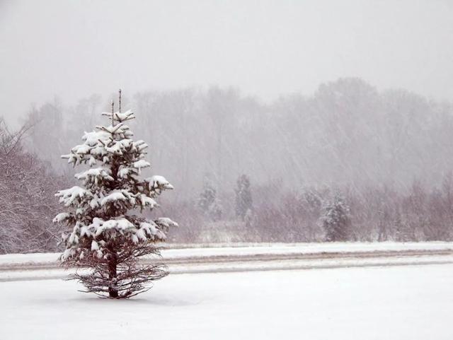 大雪纷飞的诗句，赞美大雪纷飞的诗句（10首大雪诗词：夜深知雪重）