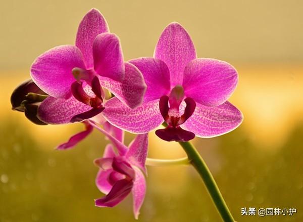 什么兰花最值钱，名贵兰花品种（全球十大名贵兰花品种）