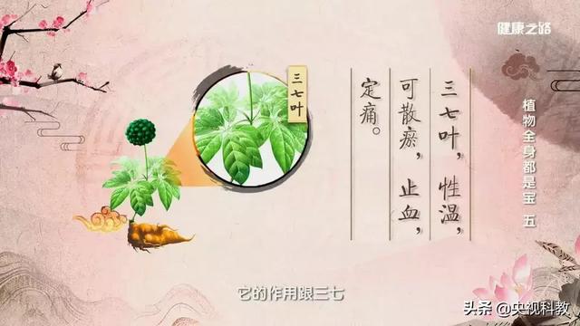 生吃三七粉的功效，生三七粉的功效与作用及正确吃法（换种用法止血、化瘀、还美容）