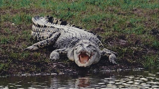 尼罗鳄和咸水鳄区别，谁才是真正的“鳄鱼之王”