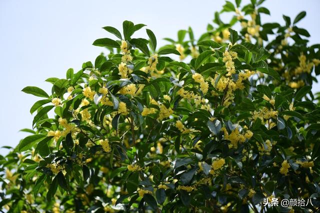 桂花树的样子，桂花长什么样子（倏然开了又倏然谢了）