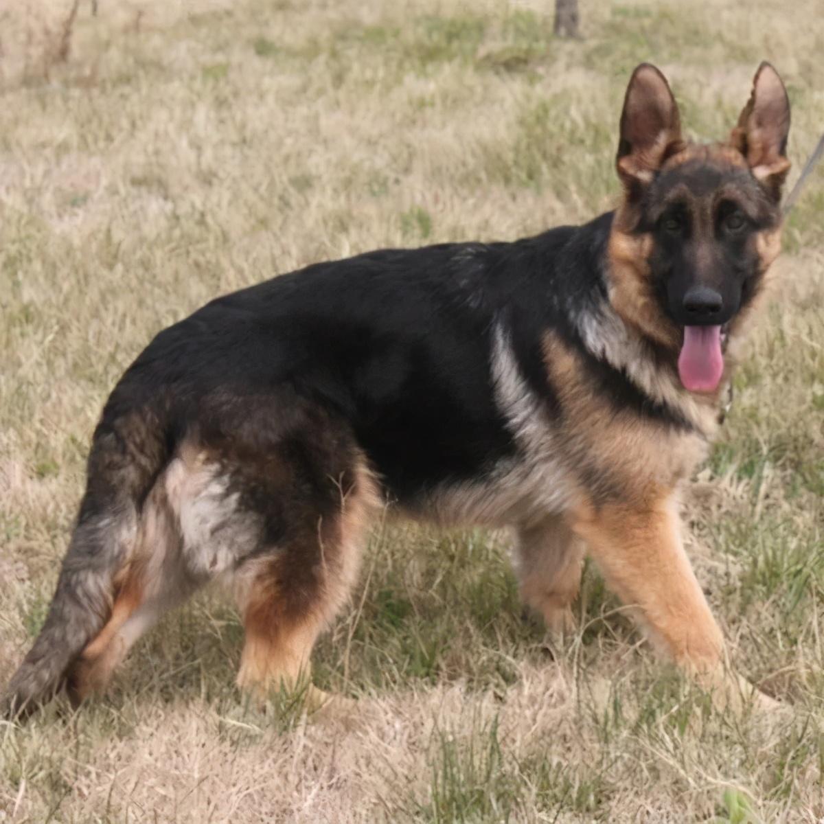 警犬多少钱一只(中国最厉害的警犬)
