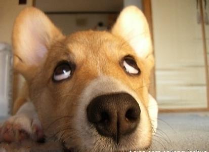 狗狗发烧有哪些症状，贵宾犬发烧了什么症状（狗狗发热有什么症状—温诺安）