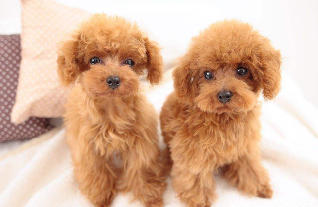 狗一般能活多久，狗能活多久（7种常见狗狗的“寿命榜”）