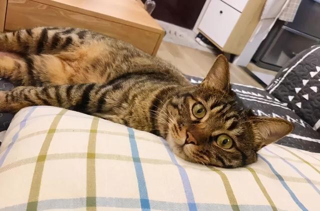 狸花猫是土猫吗，狸猫是土猫吗（那些年嘲笑狸花是小土猫的人）