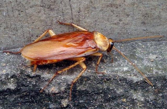 家里有蟑螂怎么办，学佛人家里有蟑螂怎么办（家里有蟑螂不是好事）