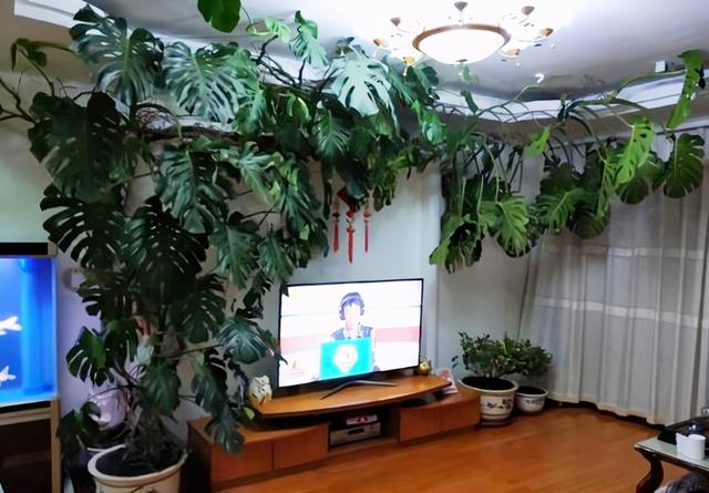 室内什么花最好养，在室内养什么花最好（7种“健康花”）