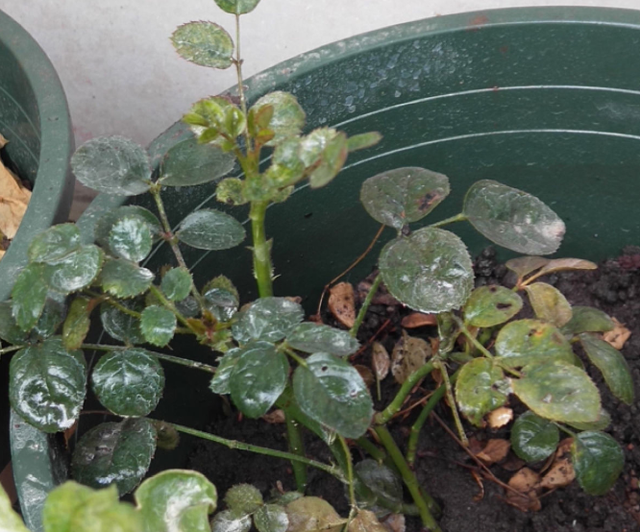 家里有虫子怎么办能除根，家里有虫子怎么除根（养花最怕遇到4种虫害）