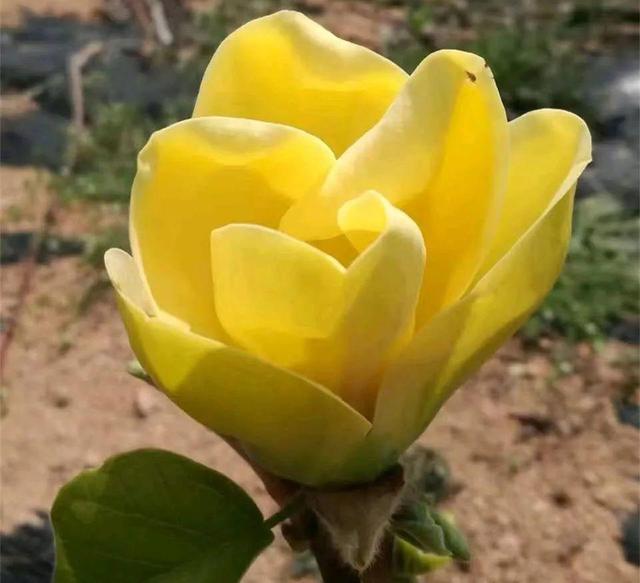 为什么10楼风水最好，风水最旺的房子10楼（家门口种棵“吉祥花”）