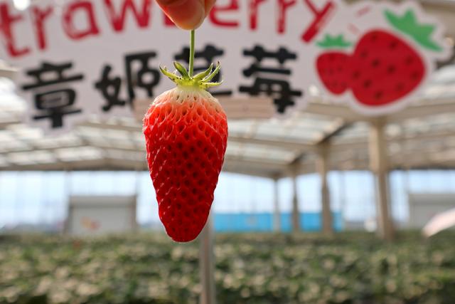 新手吸草莓的正确方法，新手吸烟的正确方法是什么（第一次去无土栽培的草莓园）