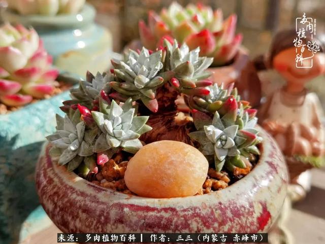 雪候鸟是什么意思，雪候鸟歌词表达什么意思（多肉于我从来不是锦上添花）