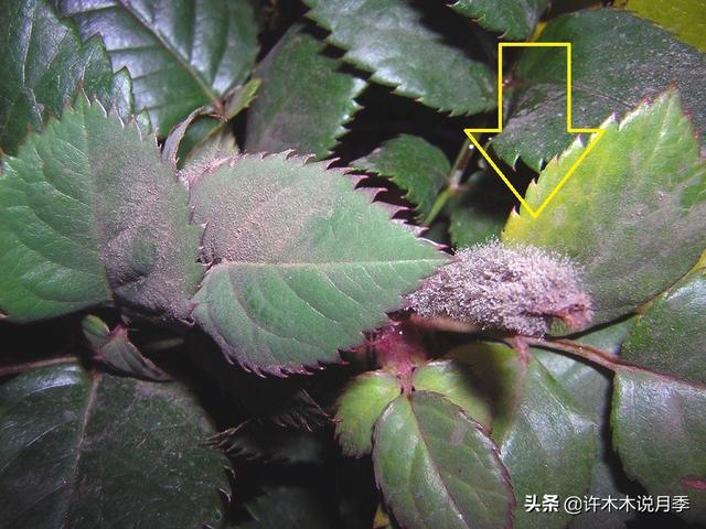 月季常见病虫害及防治方法，月季的病虫害防治（十二种月季常见病害防治教程）