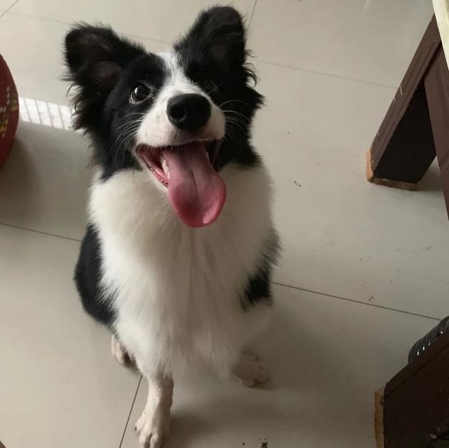 金毛犬，6种狗狗小时候和长大的对比（金毛犬的优缺点及性格）