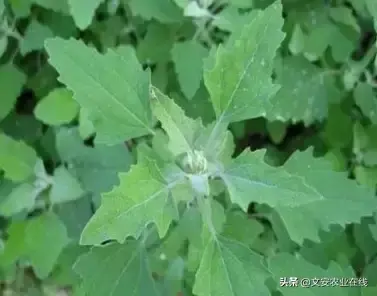 野荞麦根和乌鸡蛋煮，野荞麦根和乌鸡蛋煮水的功效（农业科普：53种野菜）