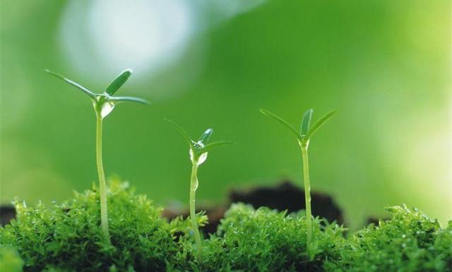 什么的启示作文，什么什么的启示600字作文怎么写（四年级优秀作文欣赏）