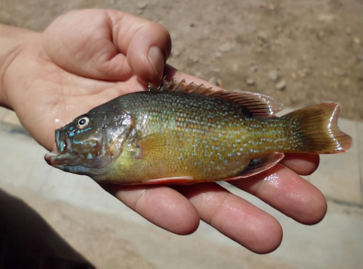 羅非魚圖片大全 圖片高清(太陽魚入侵南方多地) - 去釣魚