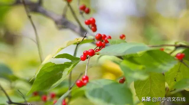古诗十九首翻译，古诗十九首全集（把民国情诗“翻译”成古诗词）