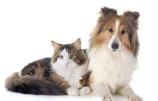 狗配对的时候为什么叫那么惨，12生肖男女婚姻配对宜忌（为什么母猫交配过程中撕心裂肺）