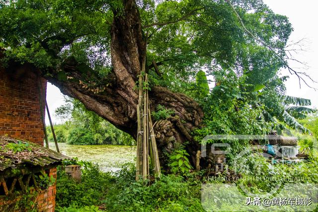 榕树的资料，小叶榕树图片（广东北部古树名木最多的县）